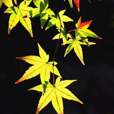 小米大明王爷手游最新版下载